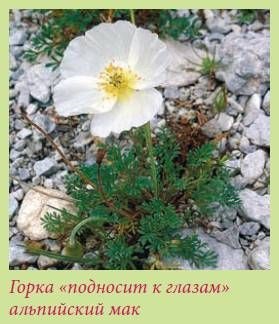 Maria Zgurskaya - grădină și balcoane alpine - pagina 1