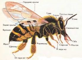 Miere de albine 1