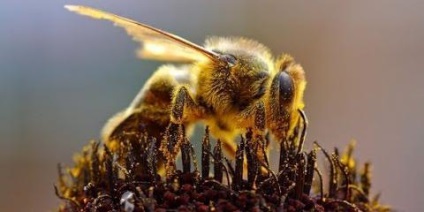 Miere de albine sălbatică sau internă