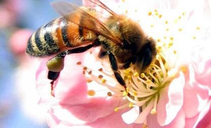 Miere de albine sălbatică sau internă