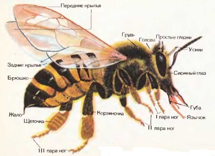 Miere de albine, cel mai mare portal de studiu