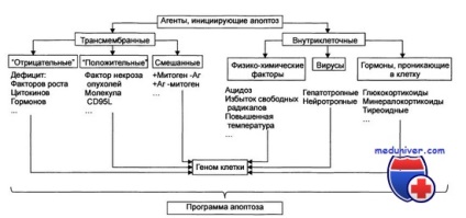 Mecanismul apoptozei