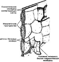 Contactele intercellulare