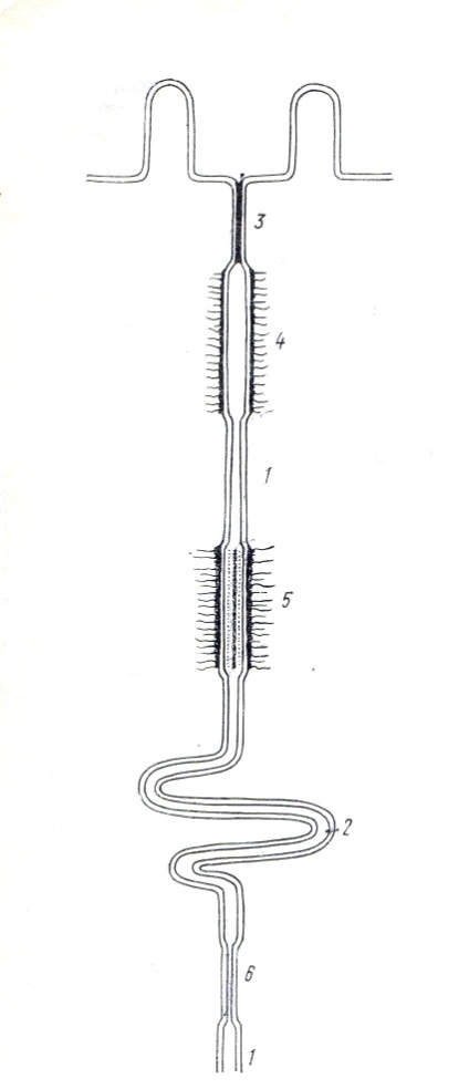 Contactele intercellulare 1