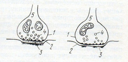 Contactele intercellulare 1