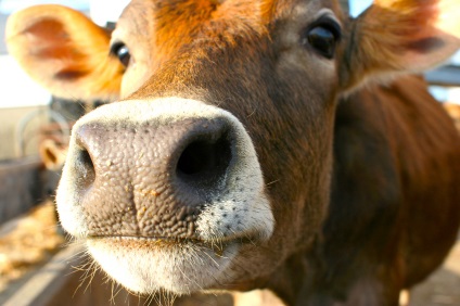 Ministerul Agriculturii a pregătit reguli pentru întreținerea bovinelor 08-02-2016