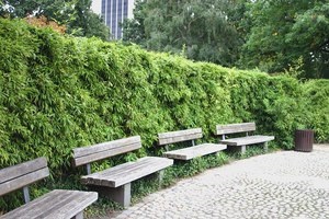 Pădurar veșnic verde cu creștere rapidă arici cum să vă faceți - garduri verzi