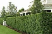Pădurar veșnic verde cu creștere rapidă arici cum să vă faceți - garduri verzi