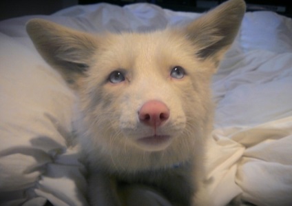 Fox neobișnuit