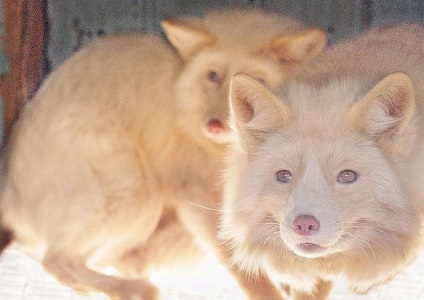 Fox neobișnuit