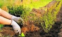 Low-frontieră fotografie flori de frontieră și numele de soiuri perene de diferite înălțimi, sfaturi de planificare