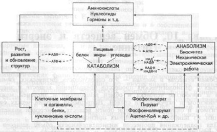 Metabolism și energie