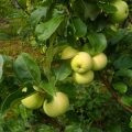 Tunsul copacilor de măr
