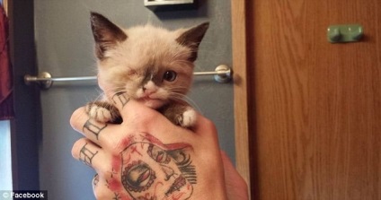 One-eyed kitten-pirat a devenit o nouă stea a internetului, umkra