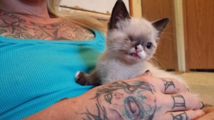 One-eyed kitten-pirat a devenit o nouă stea a internetului, umkra