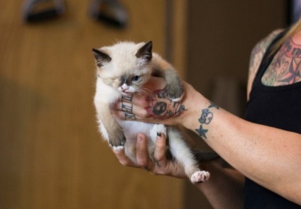 One-eyed kitten-pirat a devenit o nouă stea a internetului, umkra