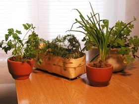 O grădină de legume într-o cameră pe un pervaz sau într-o conservă în timpul iernii, un blog despre grădină și grădină