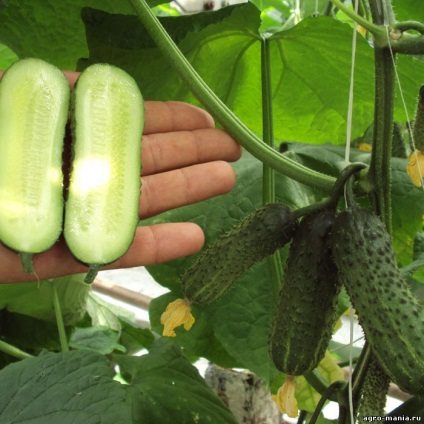 Castraveți zki 104 f1 (500 semințe), semințe, îngrijire, plantare - îngrijire, udare, plantare, reproducere