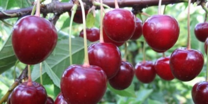 Pollinatoare pentru Cherry Cherry