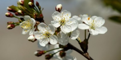 Pollinatoare pentru Cherry Cherry