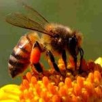 Descrierea albinei de miere și o scurtă descriere a albinelor utilizate frecvent