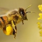 A mézelő méhek leírása és a gyakran használt méhek rövid leírása