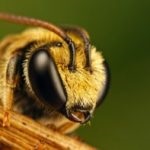 Descrierea albinei de miere și o scurtă descriere a albinelor utilizate frecvent