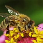 A mézelő méhek leírása és a gyakran használt méhek rövid leírása