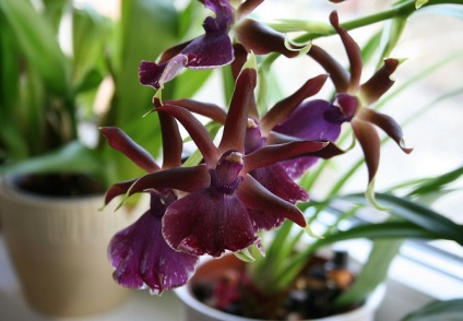 Cumbrian Orchid - îngrijire la domiciliu