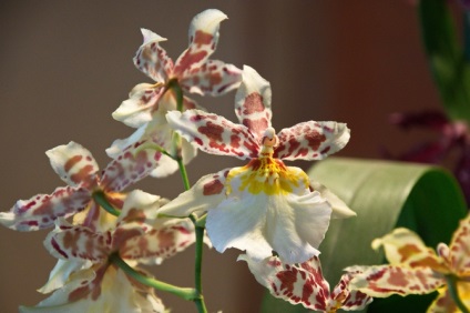 Cumbrian Orchid - îngrijire la domiciliu