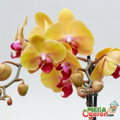 Grijă orhidee pentru ea, reproducere, caracteristici și soiuri de flori