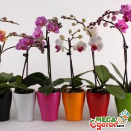 Grijă orhidee pentru ea, reproducere, caracteristici și soiuri de flori
