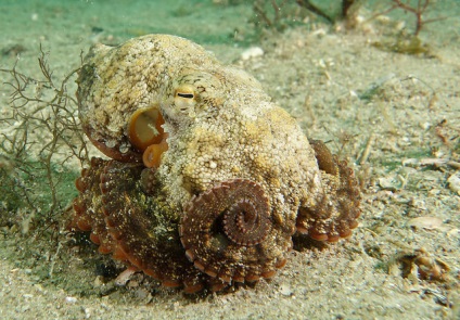 Octopușii preferă să comunice, științei și vieții