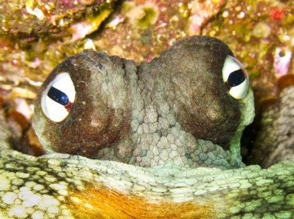 Octopușii preferă să comunice, științei și vieții