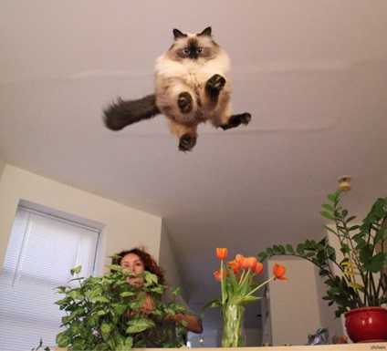 Stop, moment! Imaginile neașteptate ale pisicilor sunt impresionante!