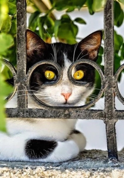 Stop, moment! Imaginile neașteptate ale pisicilor sunt impresionante!
