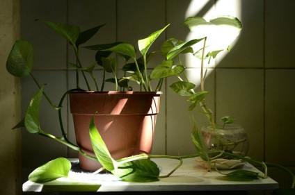 Iluminatul pentru plantele de interior este baza succesului