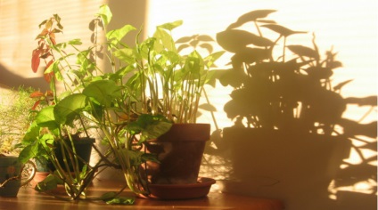 Iluminatul pentru plantele de interior este baza succesului