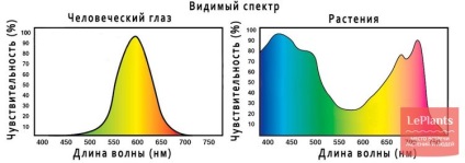 Осветление растение е светлина на правилните растения