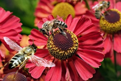 Otrăvire semne albine, instrucțiuni, prevenire