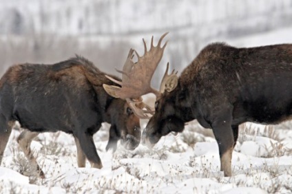 Vânătoare pentru elk