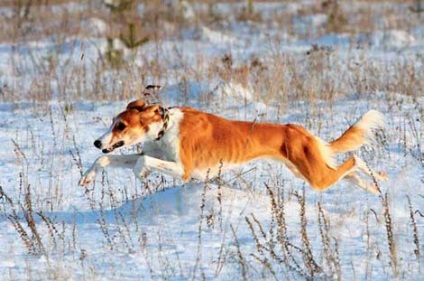 Câini de vânătoare Ogarul de stepă din Rusia de Sud