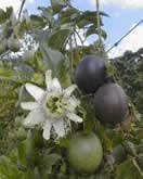 Passionflower (pasiune fructe) plantare, îngrijire, mananca