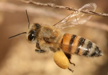 Mierea de albine (apis mellifera) este o lume a cunoașterii