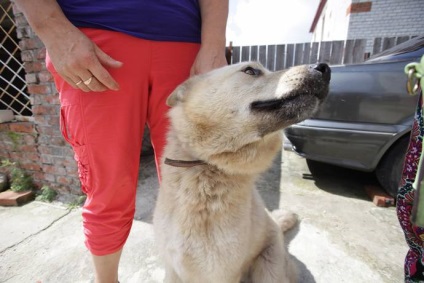 Câinele a surprins și a atins pe toată lumea cu fidelitatea sa