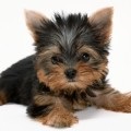 A Yorkshire terrier előnyei és hátrányai, decordog