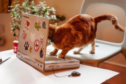 De ce pisicile sunt atât de atrase de tastatura calculatorului