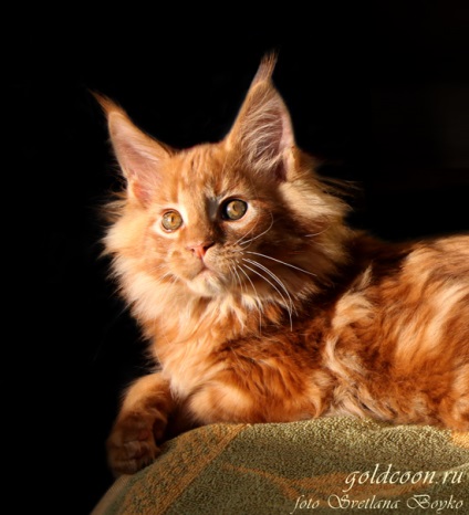 De ce sunt pisicile rosii nascute mai rar decat pisicile rosii, canisa de coini rosii Maine - leul de aur