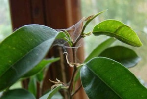 De ce frunze galbene de zmioculcus, principalele boli și dăunători de plante