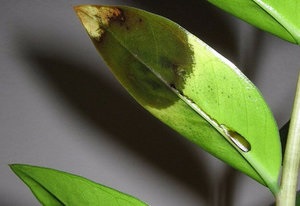 De ce frunze galbene de zmioculcus, principalele boli și dăunători de plante